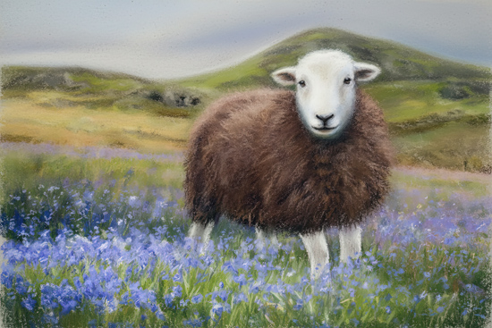 Herdwick Sheep - Herdwick Sheep Art - Art Prints Herdwick Sheep