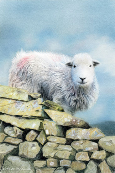 Herdwick Sheep - Herdwick Sheep Art - Art Prints Herdwick Sheep