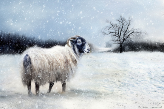 Blackface Sheep - Sheep Art - Art Prints Blackface Sheep