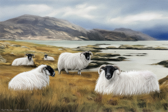Blackface Sheep - Sheep Art - Art Prints Blackface Sheep