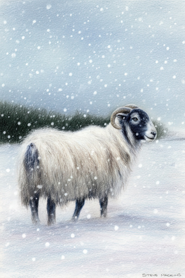 Blackface Sheep - Sheep Art - Art Prints Blackface Sheep