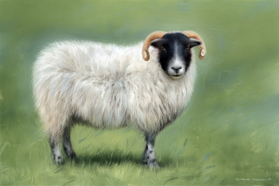 Blackface Sheep - Sheep Art - Art Prints Blackface Sheep