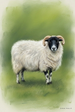 Blackface Sheep | #Prints of Oil Paintings #Prints of Acrylic Paintings #Prints of Oil Pastel Artworks #Wildlife Art #Animals Art #Wildlife Prints #Landscape Art #Lakeland Art Studio #Fine Art Prints #Quality Art Prints #Acrylic Art Prints #Aluminium Art Prints #Canvas Art Prints #Photopaper Art Prints #UK Art Prints #Dog Art Prints #Professional Artwork Prints #Prints of Pencil Drawings #Fine Art Prints #Air B&B Art Prints #Office Wall Decor #Colourful Wall Art #Vintage Art Prints #Decorative Wall Art #Unique Art Prints #Handmade Art Prints #Nature Art Prints #Floral Wall Art #Statement Wall Art #Wildlife Art #Large Wall Art Prints #Box Canvas Art Prints #Cumbria Art Prints #Photopaper Art Prints #British Artwork Prints #Prints of Oil Paintings #Prints of Acrylic Paintings #Prints of Oil Pastel Artworks #Wildlife Art #Animals Art #Wildlife Prints #Landscape Art #Lakeland Art Studio #Fine Art Prints #Quality Art Prints #Acrylic Art Prints #Aluminium Art Prints #Canvas Art Prints #Photopaper Art Prints #UK Art Prints #Dog Art Prints #Professional Artwork Prints #Prints of Pencil Drawings #Fine Art Prints #Air B&B Art Prints #Office Wall Decor #Colourful Wall Art #Vintage Art Prints #Decorative Wall Art #Unique Art Prints #Handmade Art Prints #Nature Art Prints #Floral Wall Art #Statement Wall Art #Wildlife Art #Large Wall Art Prints #Box Canvas Art Prints #Cumbria Art Prints #Photopaper Art Prints #British Artwork Prints