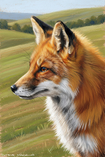 Fox Art Print - Fox - Art Prints Fox Art Print