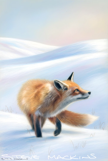 Fox Art Print - Fox - Art Prints Fox Art Print