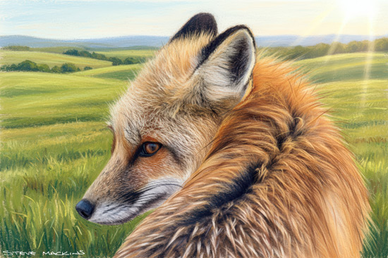Fox Art Print - Fox - Art Prints Fox Art Print