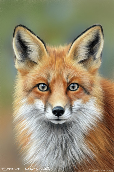 Fox Art Print - Fox - Art Prints Fox Art Print