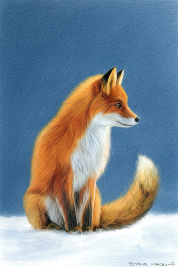 Fox Art Print - Fox - Art Prints Fox Art Print