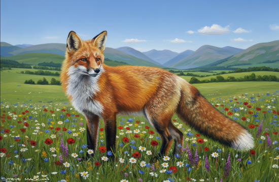 Glenridding Fox - Fox - Art Prints Glenridding Fox