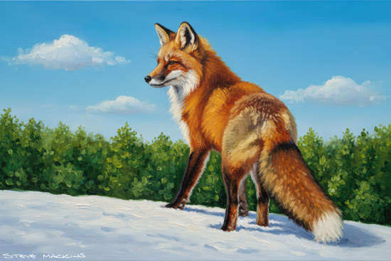 Fox Art Print - Fox - Art Prints Fox Art Print