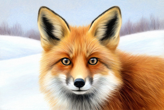 Fox Art Print - Fox - Art Prints Fox Art Print