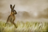 Hare, Rabbit, Animals, Wildlife