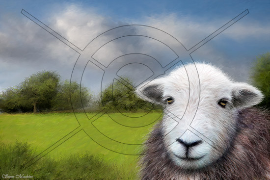 Herdwick Lamb