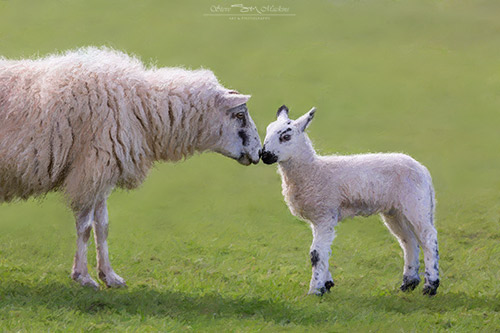 Ewe and Lamb - Sheep - Proud Mother