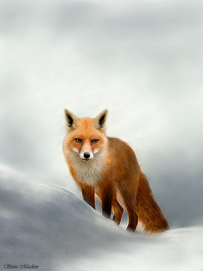 Winter Fox (portrait version)