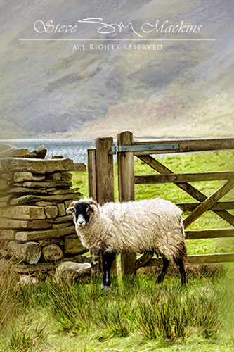 Lake District Sheep - Crummock Gate Sheep