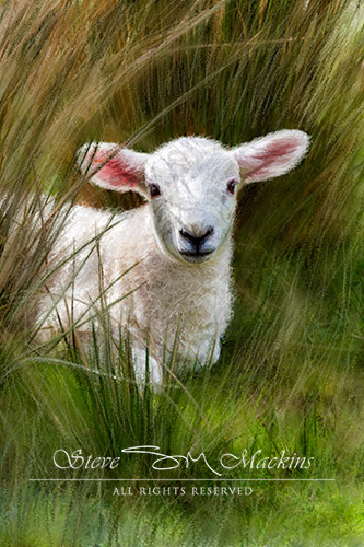 Lake District Sheep - Crummock Lamb I