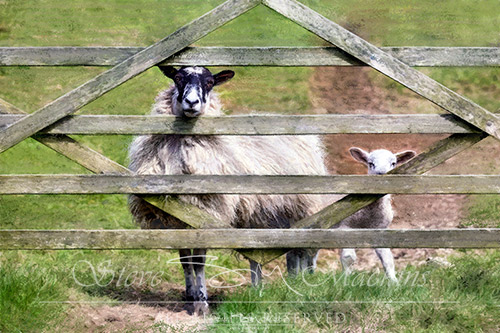 Lake District Ewe and Lamb at Field Gate