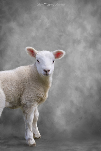 Herdwick Lamb - Herdwick Lamb III