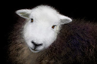 Herdwick Sheep Oil Pastels, Herdwick Sheep Acrylic Paintings, Herdy Ewe, Herdy, Herdwick, Herdwick Drawings, Herdwick Artwork, Mixed-Media Herdy Art, Lakeland Sheep, Herdwick Sheep Sketch, Herdwick, Herdwick Sheep, Herdwick Sheep Oil Painting, Herdy Sketches, Herdy Wall Art, Herdies, Herdwick Sheep Art Studio, Herdwick Sheep Art, Herdy Sketch, Herdy Sheep Artist, Herdwick Wall Art, Herdwick Sheep Oil Painting, Herdwick Sheep Prints, Herdy Art, Newbiggin (Brampton), Haverigg, Low Wood, Ravenglass, Raughton Head, Loadpot Hill, Banks, Cark (Cartmel), Aglionby, Hesket Newmarket, Garsdale, Grayrigg