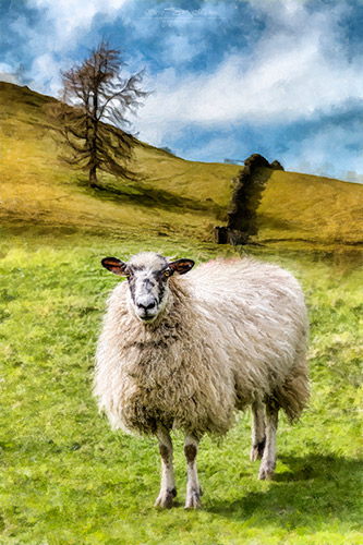 Lake District Sheep - Lorton Swaledale