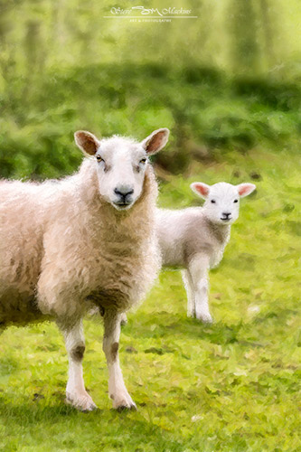 Cheviot Ewe with Lamb IV