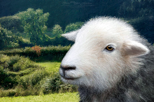 Herdwick Lamb Portrait