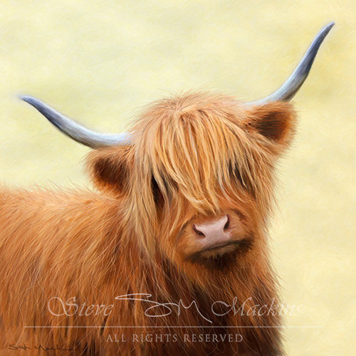 Highland Cow - Iona