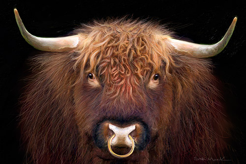 Highland Bull - Hamish