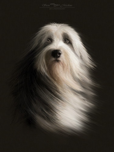 Tibetan Terrier Dog Portrait