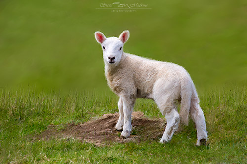 Herdwick Lamb - Herdwick Lamb II