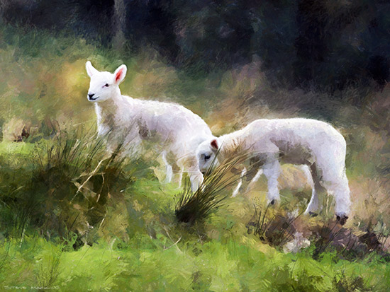 Herdwick Lambs at Lorton