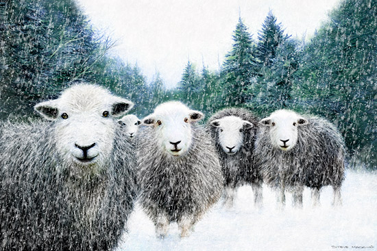 Winter Herdwick Flock