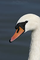 Birds, Swan, Lake District, Cumbria.
