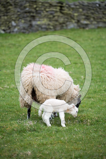 Milburn Valley Lakeland Sheep