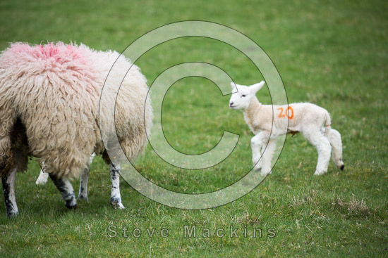 Binsey Field Lakeland Sheep