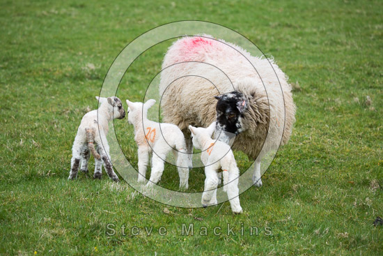 Boustead Hill Valley Herdwick Sheep