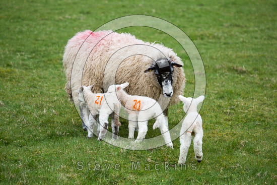 Holme Farm Herdwick Sheep