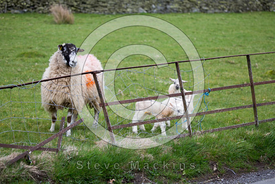 Arlecdon Field Lakeland Sheep