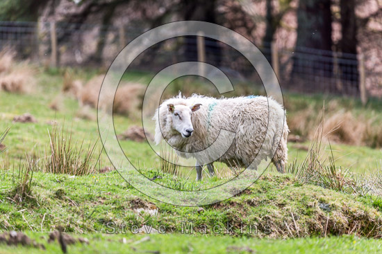 Houghton Farm Lakeland Sheep