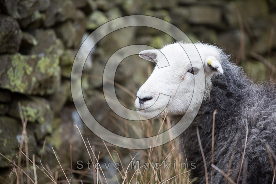 Eaglesfield Herdwick Sheep