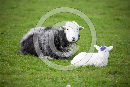 Newlands (Keswick) Field Lake district Sheep