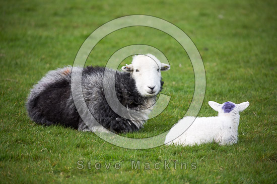 Waberthwaite Farm Lakeland Sheep