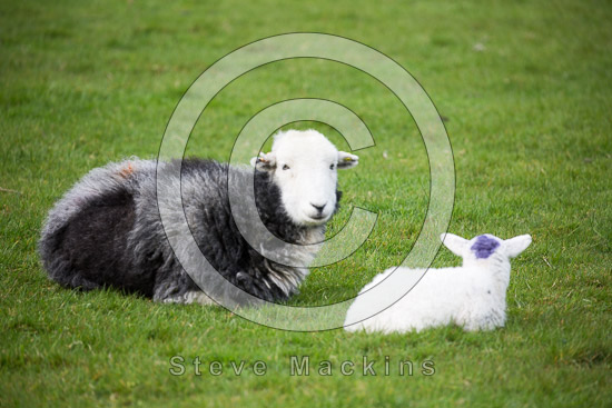 Winster Farm Lakeland Sheep