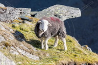 Great Carrs, Troutbeck (Penrith), Great Sca Fell, Wreay (Carlisle), Loughrigg Fell, Ill Bell, Herdy Sketch, Hawkshead, Herdy Art, Workington, Herdwick Sheep Sketch, Waterhead, Grayrigg Forest, Herdwick Sheep, Stanah, Middle Dodd, Herdwick, Herdy, Cold Pike, Herdwick Artwork, Herdy Wall Art, Great Mell Fell, Whiteless Pike, Dearham, Ireby, Gilcrux, Grey Crag,  Lake District, Cumbria.