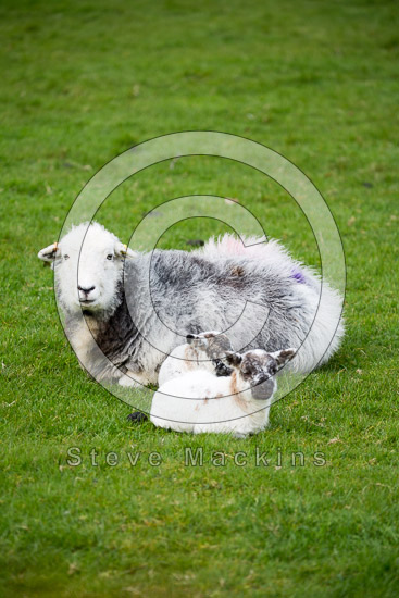 Beda Fell Valley Lake district Sheep