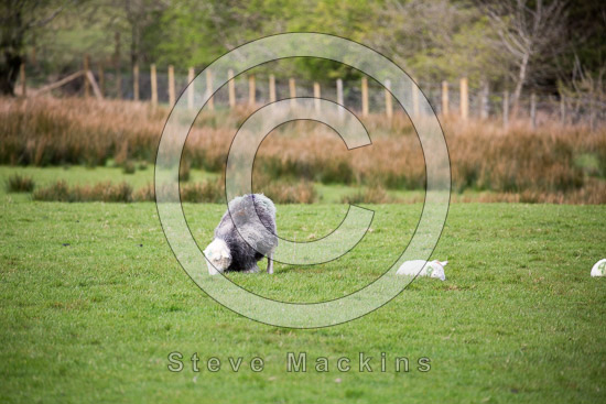 Steeple Farm Herdwick Sheep
