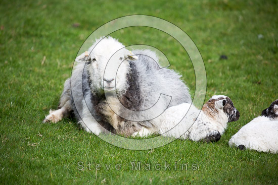 Martindale Field Herdwick Sheep