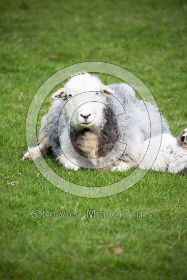 High Raise Field Herdwick Sheep