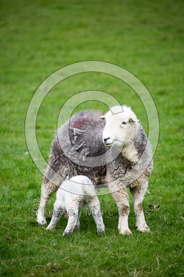 Cumdivock Farm Lake district Sheep